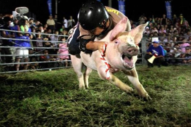 Cứ nghĩ những chú ỉn chỉ "ăn no rồi lại nằm khoèo" hóa ra còn có thể là "xế khủng" dùng để đua.